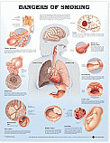Charts- Dangers Of Smoking