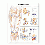 Charts- Hip & Knee