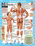 Charts- Muscles