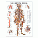 Charts- Nervous System