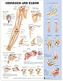 Charts- Shoulder & Elbow  (VF1180L)