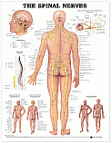 Charts- Spine Nerves