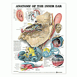 Charts- The Ear