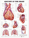 Charts- Heart Anatomy & Nerves